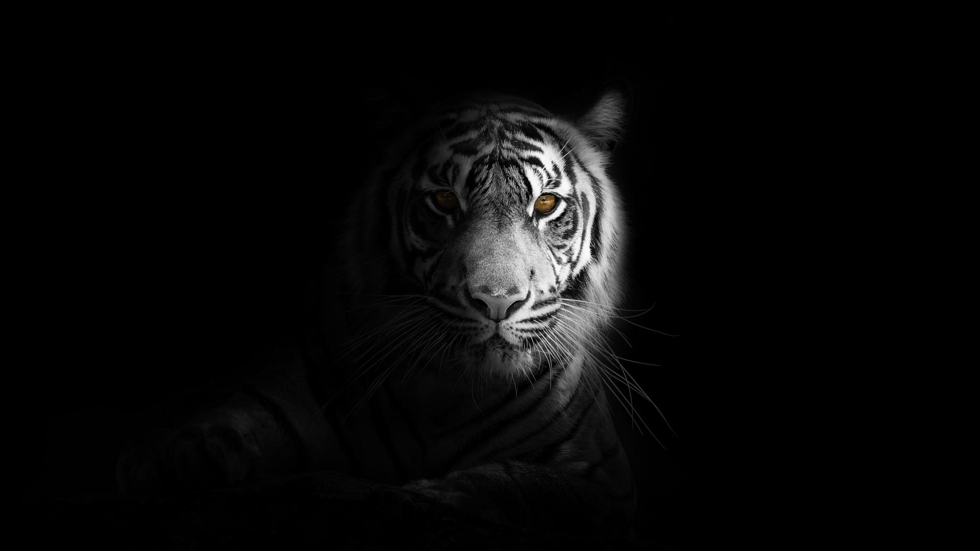 Safari Experience\nLike Never Before